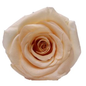 Household Fashion Simple Rose Perianth Diy Material (Color: Champagne)